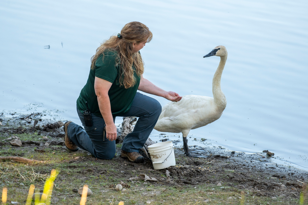 Keeper Week 2025 - Deanna, Trillium swan