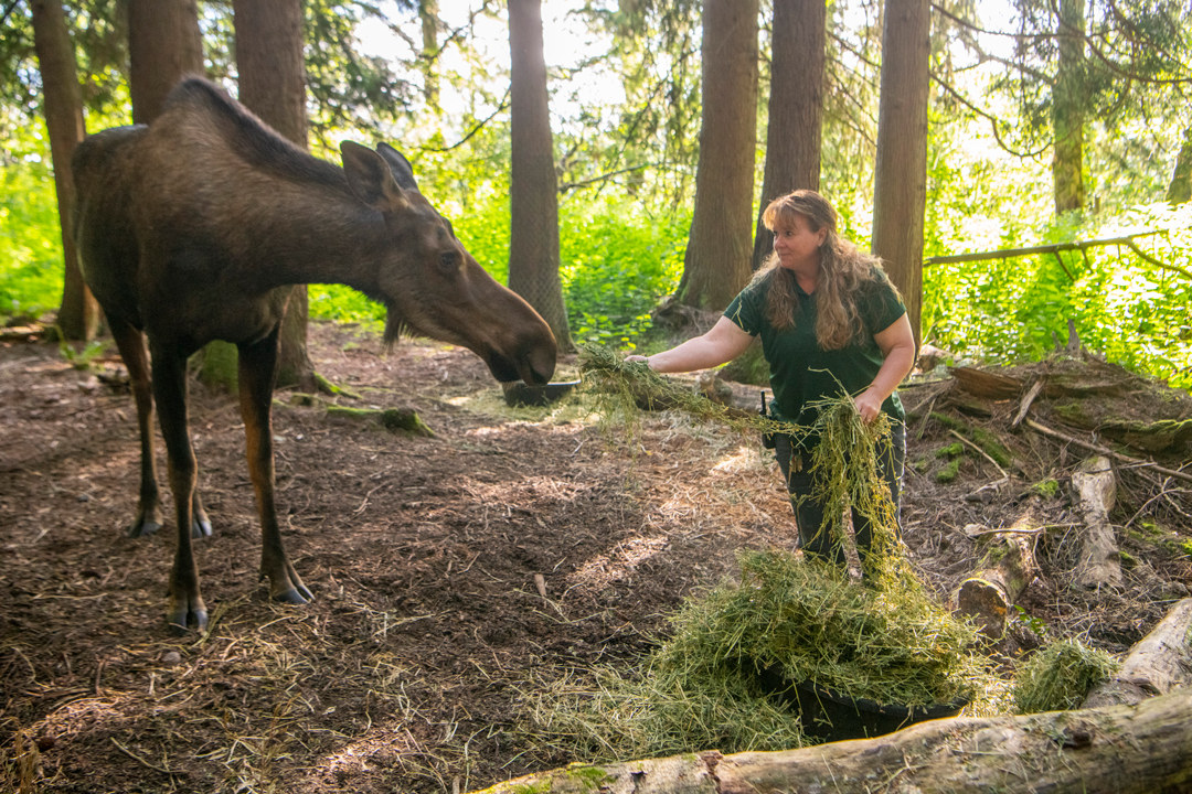 Keeper Week 2025 - Deanna, Luna moose