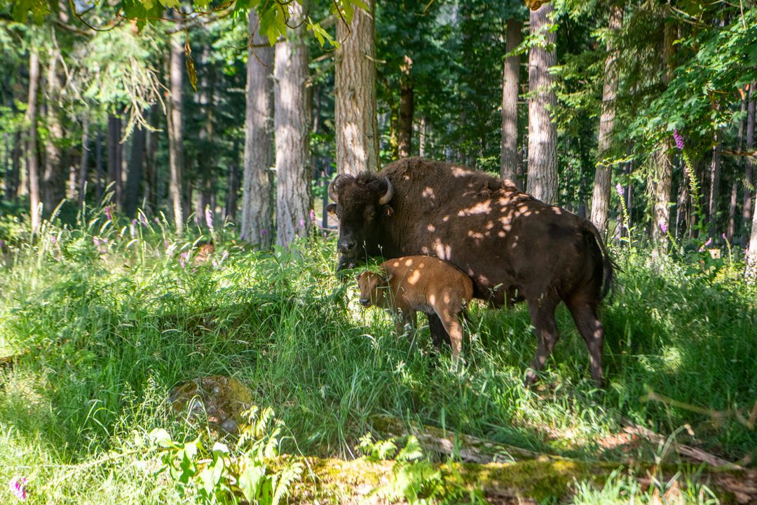 Keeper Week 2025 - Deanna, FRA, Bison calf