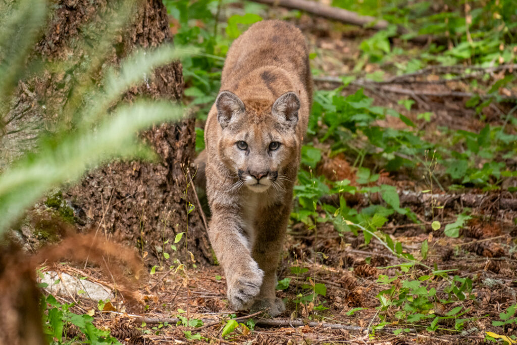 Cougar Sullivan