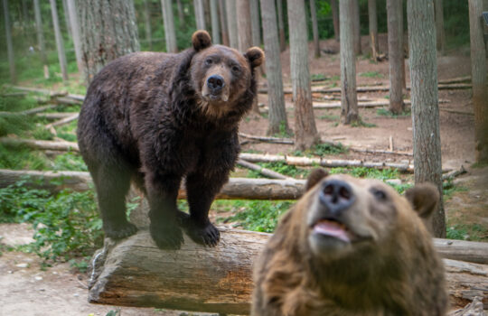 Grizzly brothers