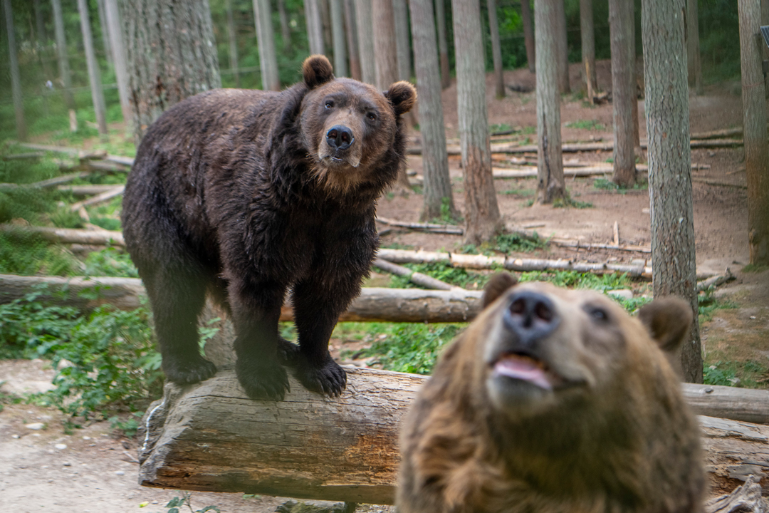 Grizzly brothers
