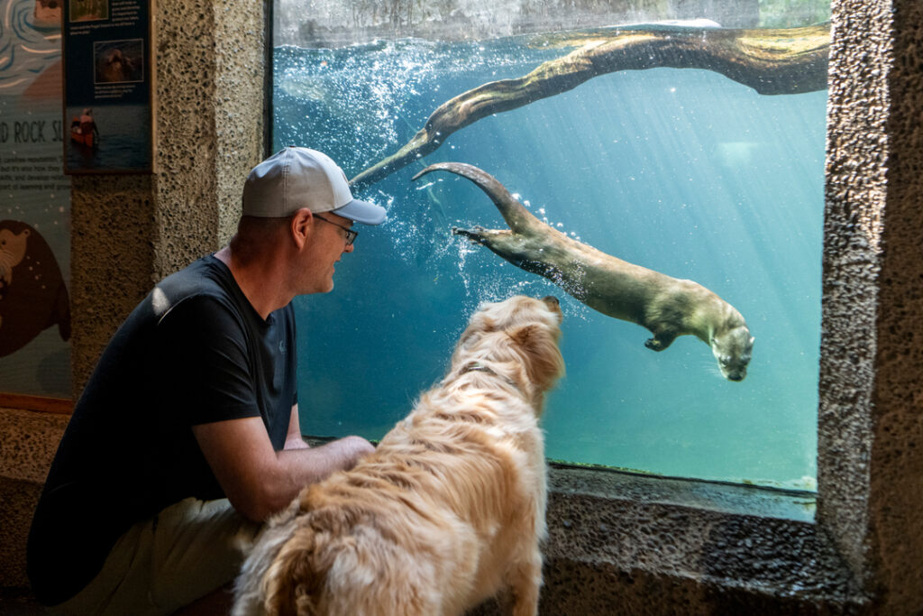 Dog Days - A person and their dog watch river otters