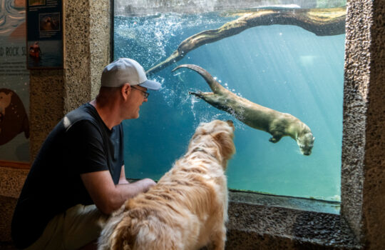 Dog Days - A person and their dog watch river otters
