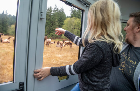 tram and elk