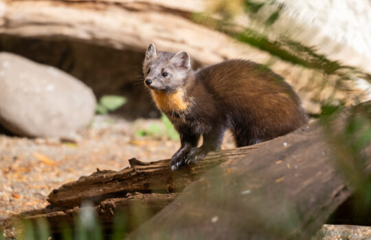 Marten syaʔyaʔ
