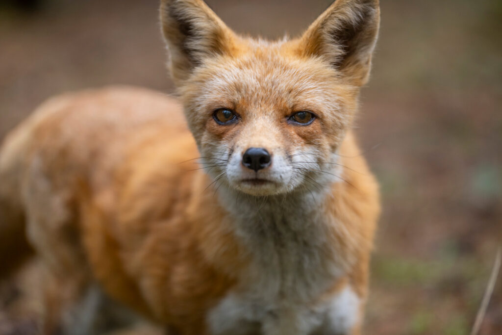 Red fox