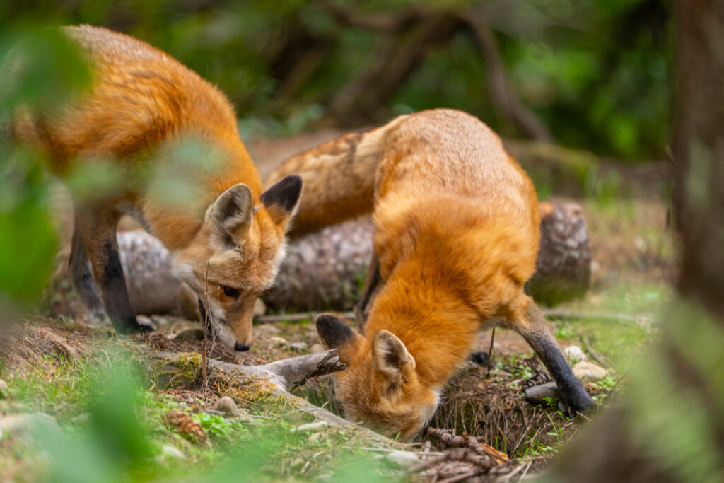 Red foxes