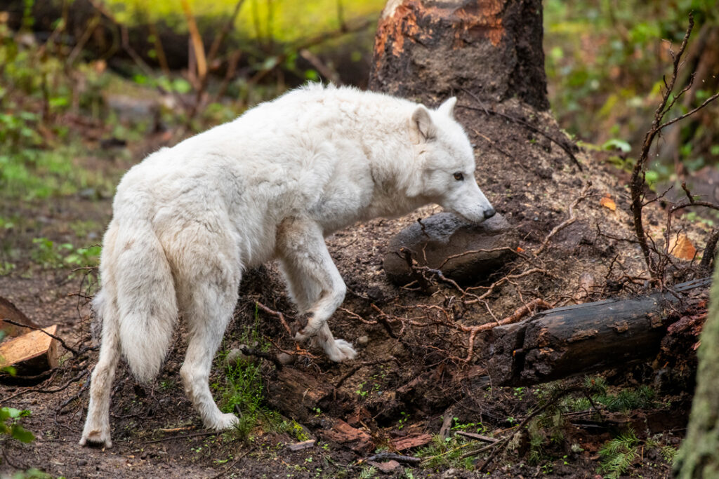 Gray wolf Darci