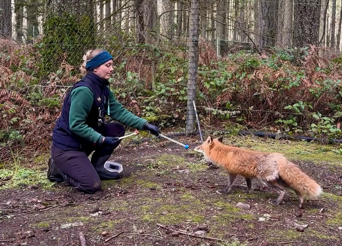 Red fox training