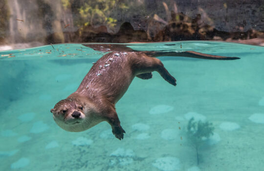 a river otter swimming towards the camera