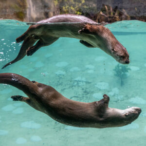 two river otters swimming together